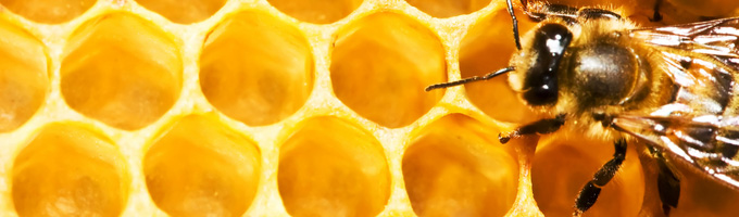 Beeswax